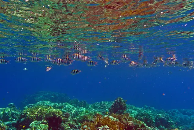 several-underwater-picture